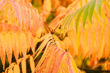 some autumn leavesの写真素材