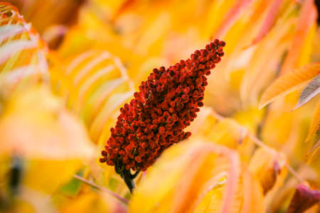 some autumn leavesの写真素材