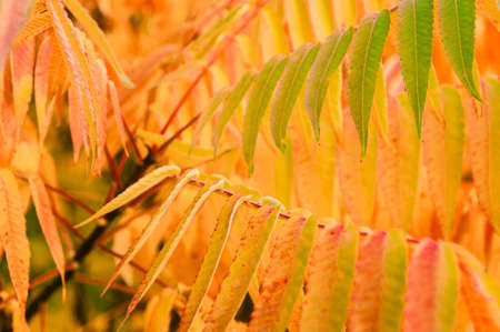 some autumn leaves