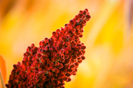 some autumn leavesの写真素材