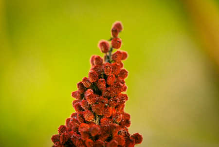 some autumn leavesの写真素材