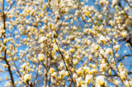 Some magnolia flowers in spring parkの写真素材