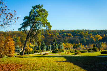 Scotch fir .Autumn Landscape. Park in Autumn.