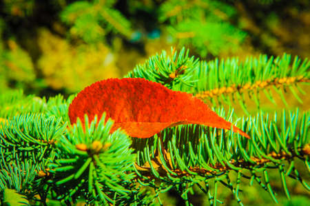 Autumn leaves in autumn colours and lights