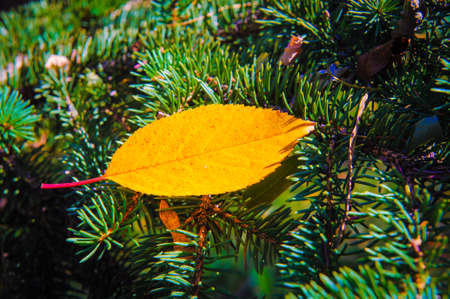 Autumn leaves in autumn colours and lights