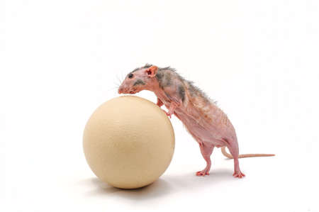 Hairless rat with ostrich eggの写真素材