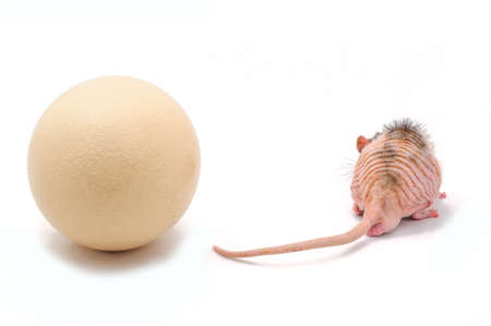 Hairless rat with ostrich eggの写真素材
