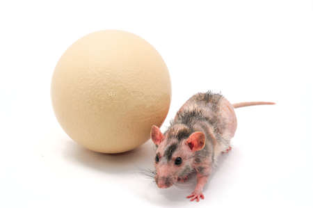 Hairless rat with ostrich eggの写真素材