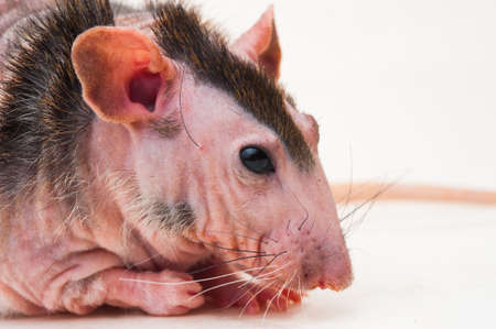 Bald sphinx rat.Hairless animal Sitting on a white backgroundの写真素材