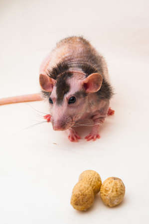 Bald sphinx rat.Hairless animal Sitting on a white backgroundの写真素材