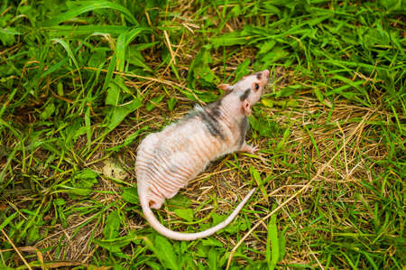 Bald sphinx rat.Hairless animal Sitting on a white backgroundの写真素材