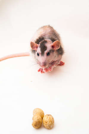 Bald sphinx rat.Hairless animal Sitting on a white backgroundの写真素材