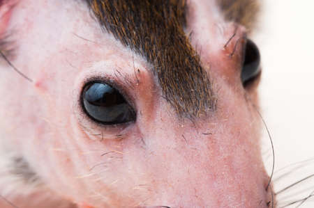 Bald sphinx rat.Hairless animal Sitting on a white backgroundの写真素材