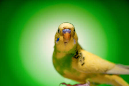 one yellow parrot budgies.bird on the green background.の写真素材