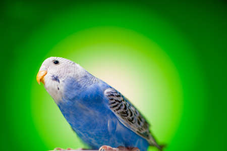 one blue parrot budgies.bird on the green background.の写真素材