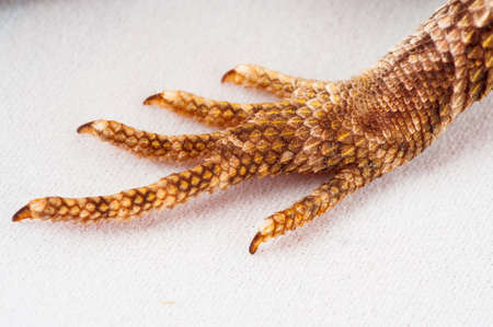 agama bearded on white background.paw closeup.の写真素材