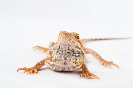 one agama bearded on white background.reptile close-up.の写真素材