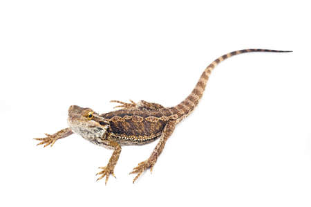 one agama bearded on white background.reptile close-up.の写真素材