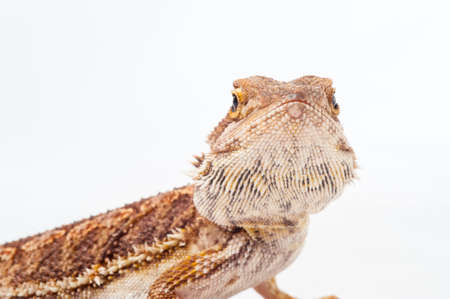 one agama bearded on white background.reptile close-up.の写真素材