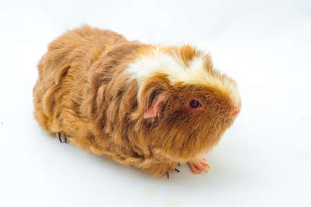 One guinea pig merino on white backgroundの写真素材