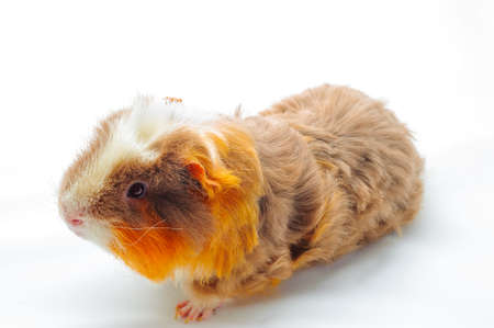 One guinea pig merino on white backgroundの写真素材
