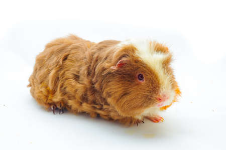One guinea pig merino on white background