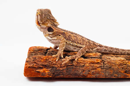 one agama bearded on white background.siting on the bark of tree.closeupの写真素材