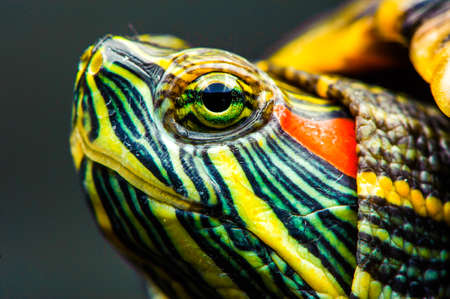 one Pond slider isolated on the black background.closeupの写真素材