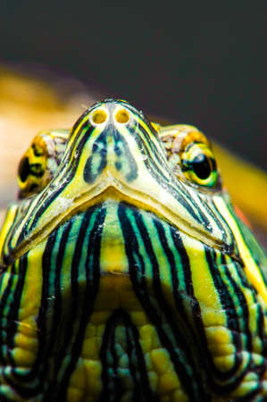 one Pond slider isolated on the black background.closeupの写真素材