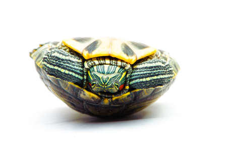 one Pond slider isolated on the white background.closeup.の写真素材