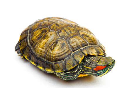 one Pond slider isolated on the white background.closeup.