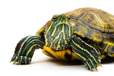 one Pond slider isolated on the white background.closeup.
