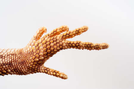 one agama bearded on white background.paw closeupの写真素材