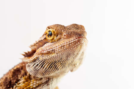 one agama bearded on white background.reptile close-up.の写真素材