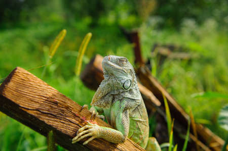 one green iguana lizard rests on a log and heats up in the sun.on summer Meadowの写真素材