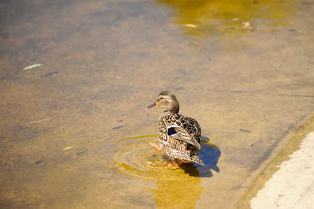 Single wild duck in summer on the lake.In the water.female.の写真素材