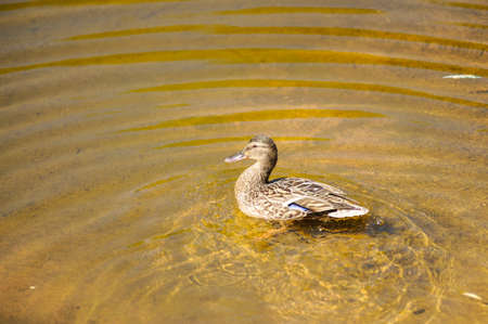 Single wild duck in summer on the lake.In the water.female.