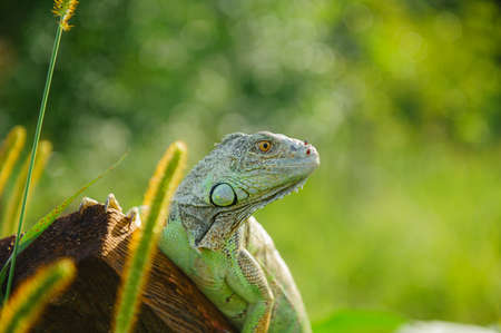 one green iguana lizard rests on a log and heats up in the sun.on summer Meadowの写真素材