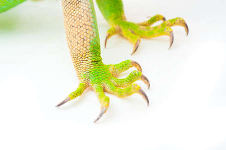 one green iguana lizard .reptile sit on white backgroundの写真素材