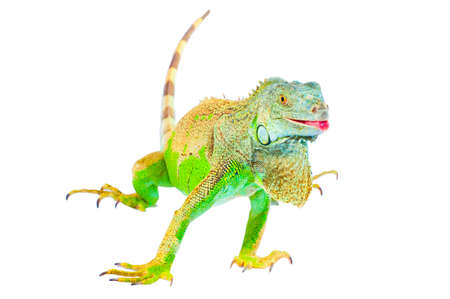 one green iguana lizard .reptile sit on white backgroundの写真素材