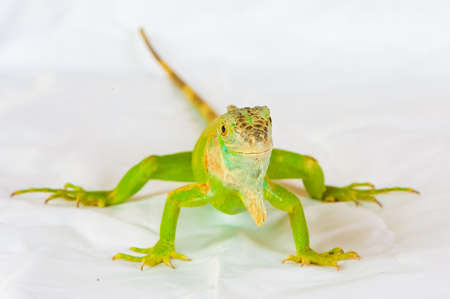 one green iguana lizard .reptile sit on white background