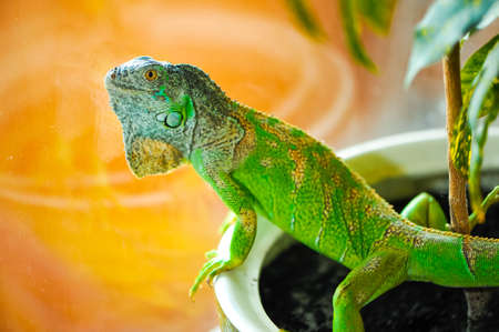 one green iguana lizard .reptile sit on indoor plantの写真素材