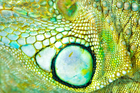one green iguana lizard .reptile texture skin closeupの写真素材