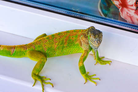 one green iguana lizard .reptile sit on windowの写真素材