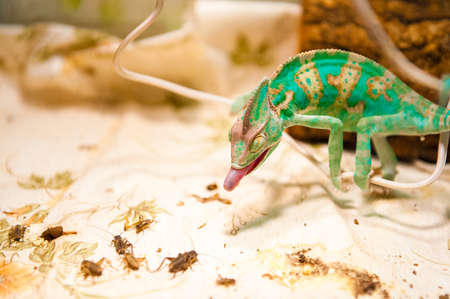 One yemen Chameleon on  hunting for insectsの写真素材