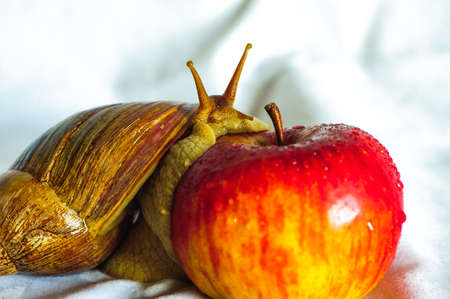 Single Snail on the apple with a beautiful shell,nice coloring,close up isolated on the white backgroundの写真素材