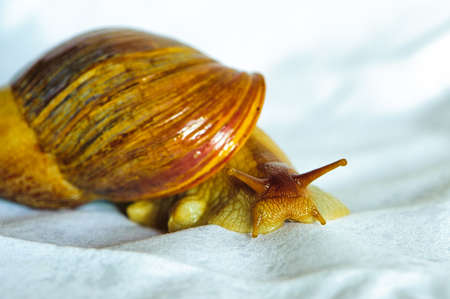 Single Snail with a beautiful shell,nice coloring,close up isolated on the white backgroundの写真素材