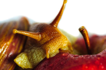 Single Snail on the apple with a beautiful shell,nice coloring,close up isolated on the white backgroundの写真素材