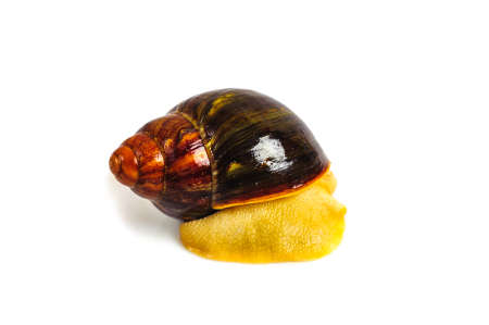 Single Snail with a beautiful shell,nice coloring,close up isolated on the white backgroundの写真素材