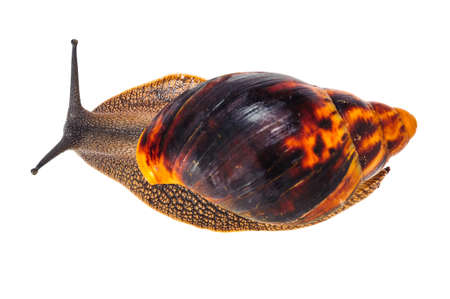 Single Snail with a beautiful shell,nice coloring,close up isolated on the white backgroundの写真素材